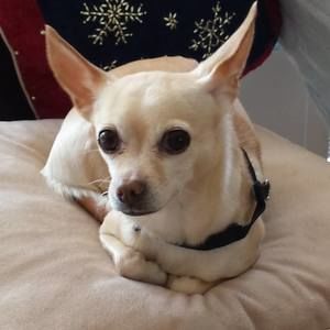 Meet your Posher, Xiaofei